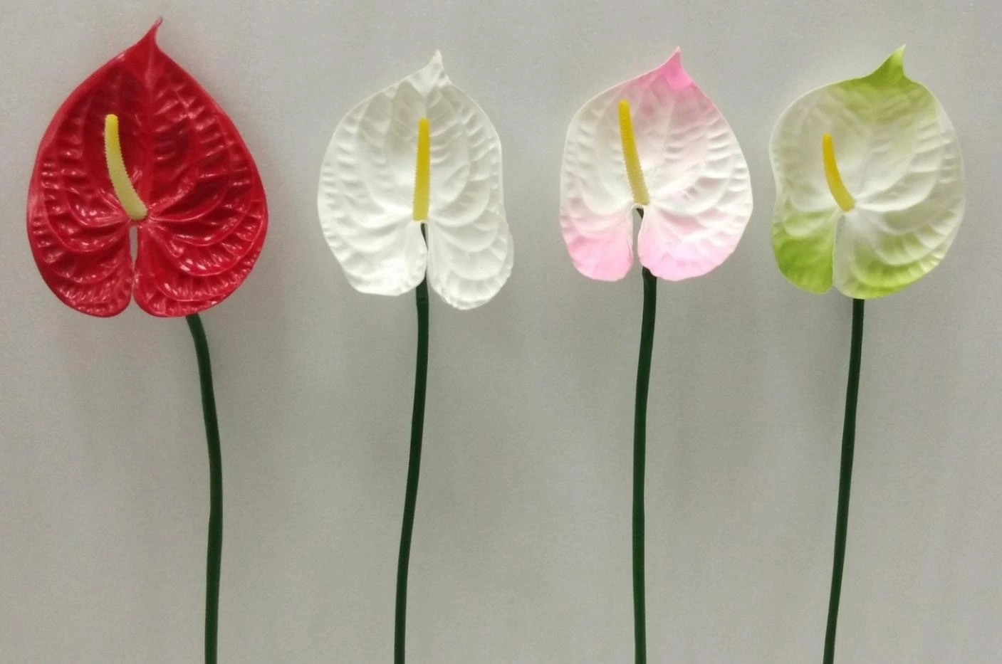 Anthurium EVA